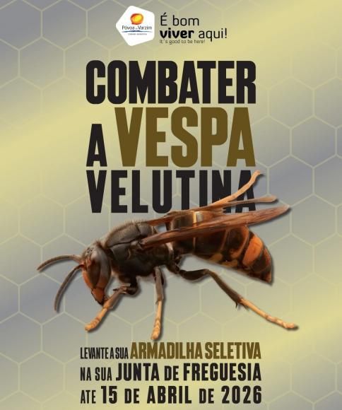 Combater a Vespa Velutina | Proteger a Biodiversidade e o Ecossistema